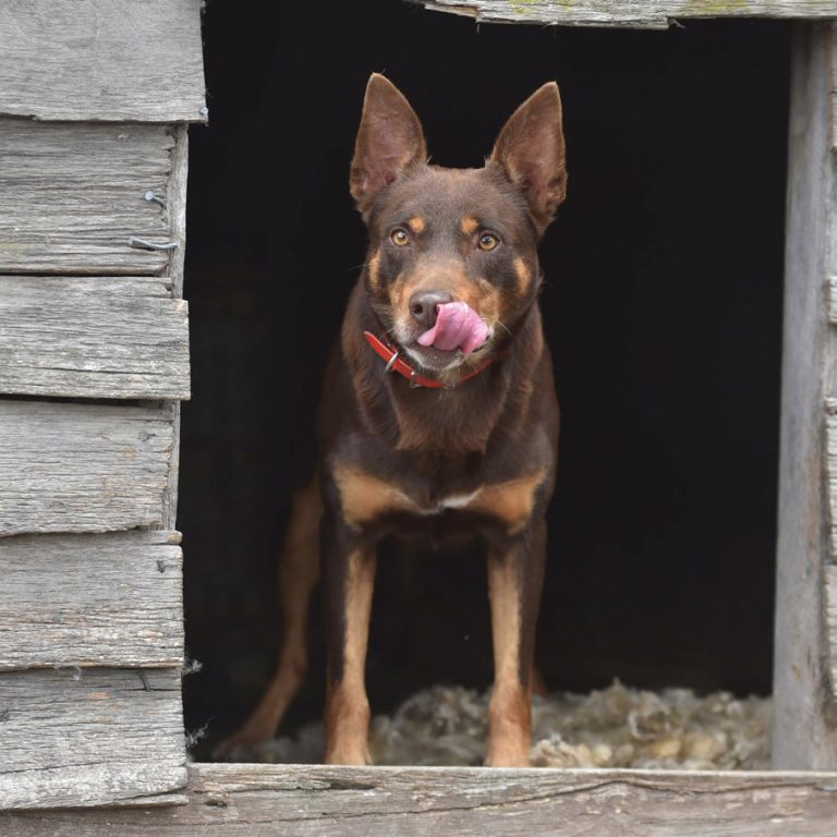 working dog hard workers