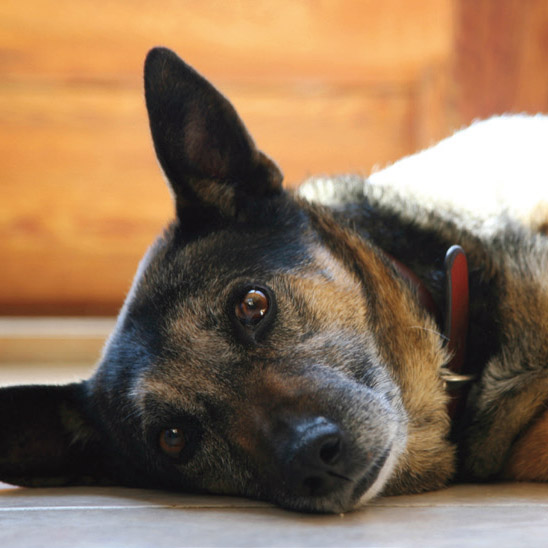Working dog lying down