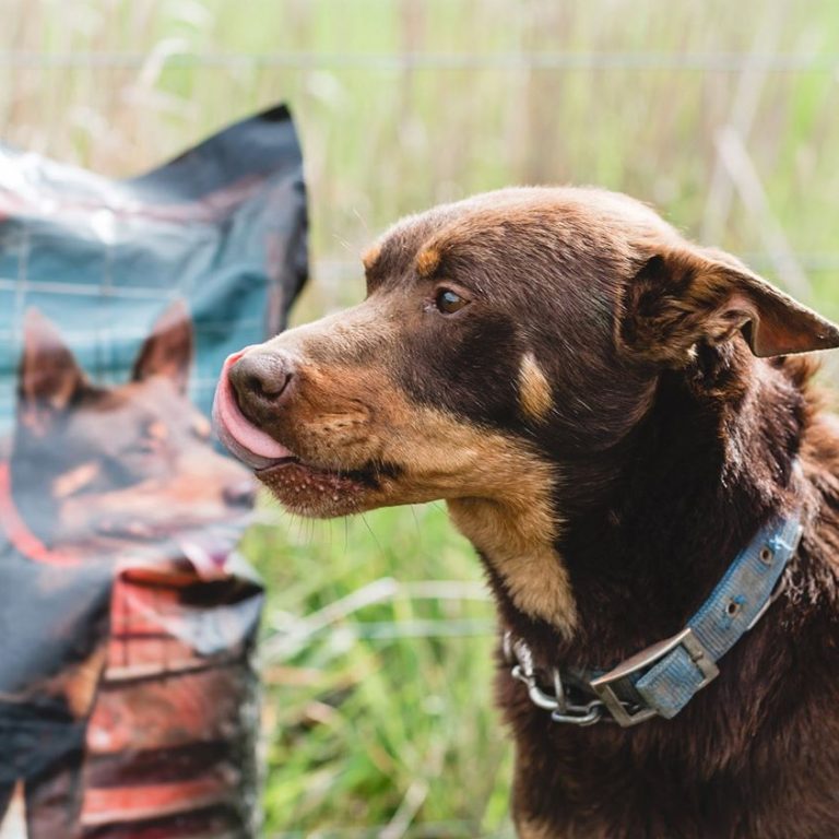 changing your dog’s food