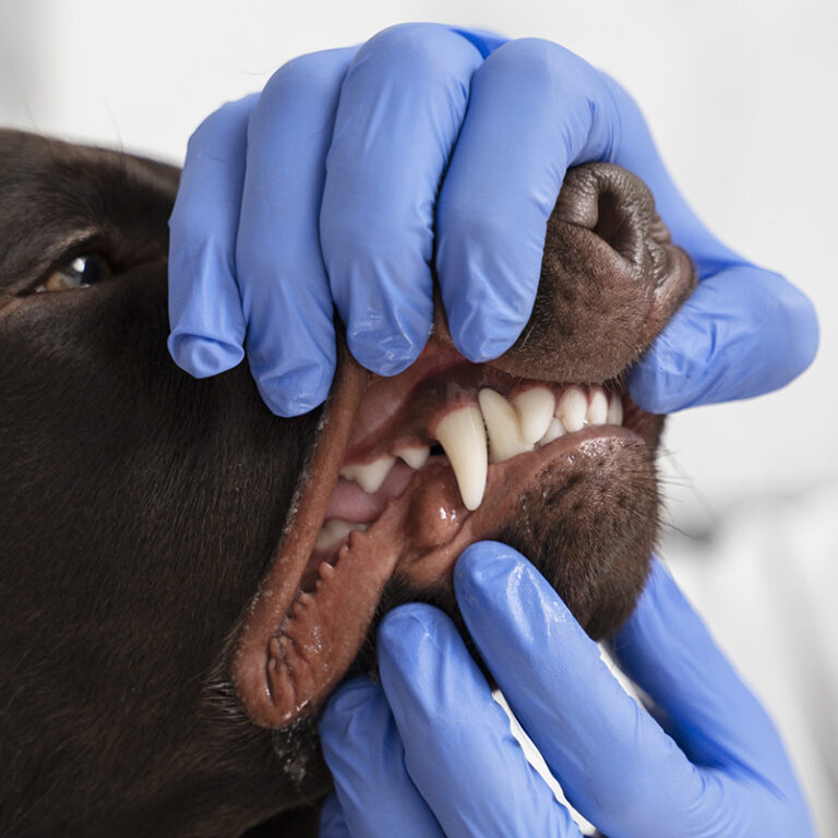 dog dental care