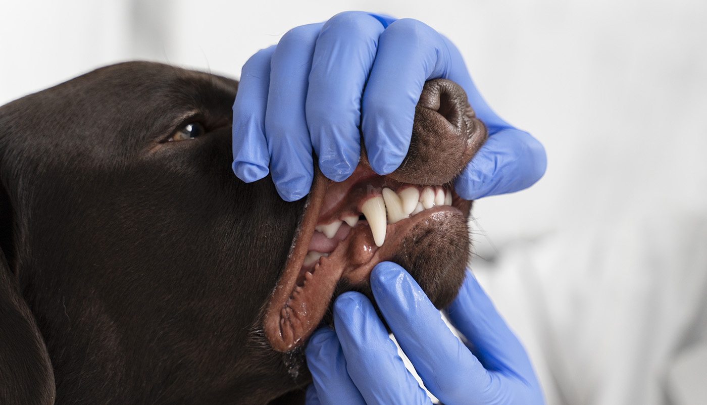 dog dental care