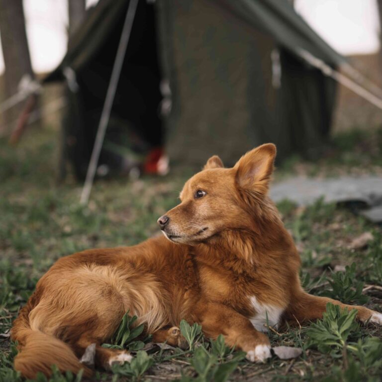 camping with dogs