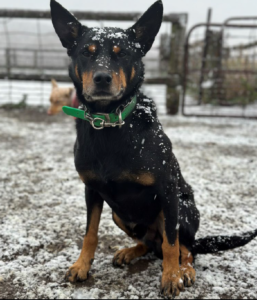 Feeding working dogs: supporting your working dog during winter - Cobber