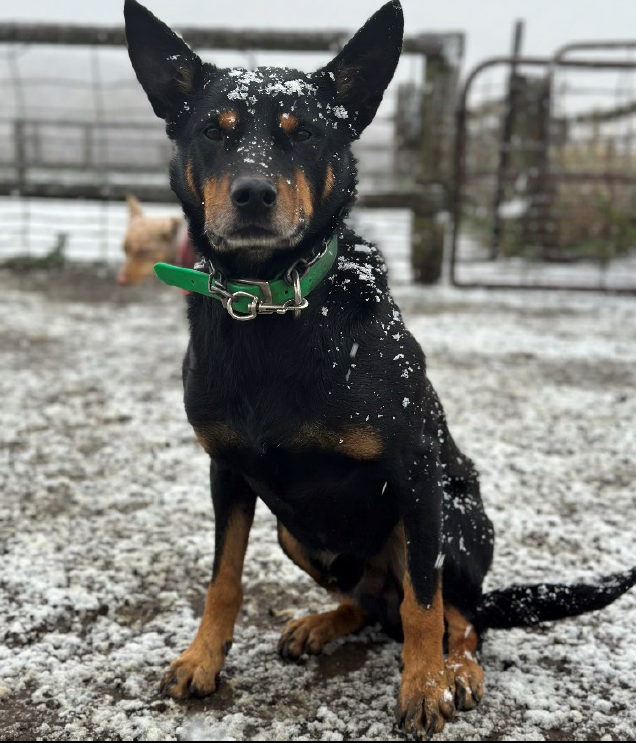 working dog under snow